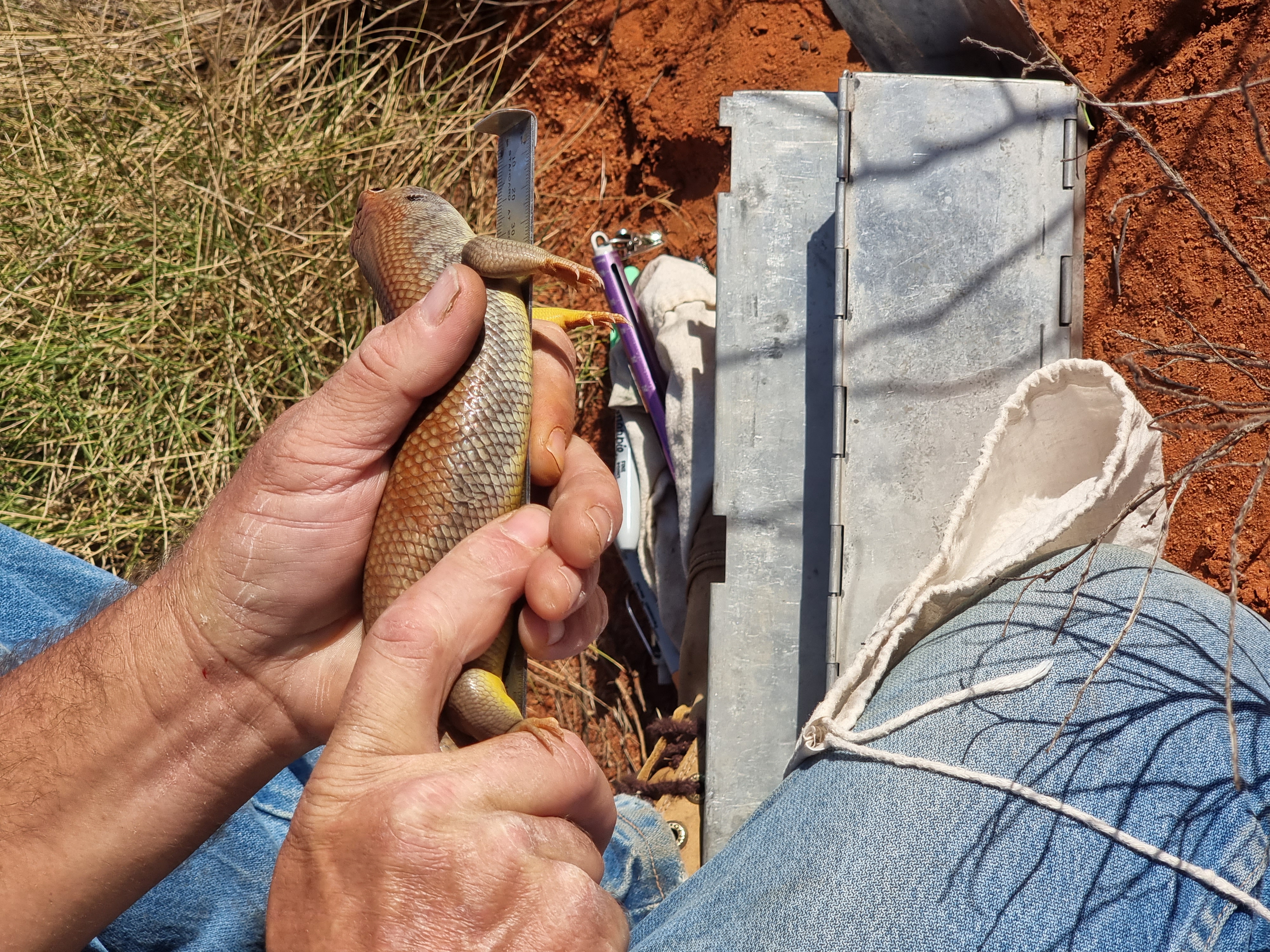 Close up of a lizard being measured in the bush near Ayers Rock